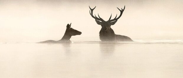 Le Chant des forêts