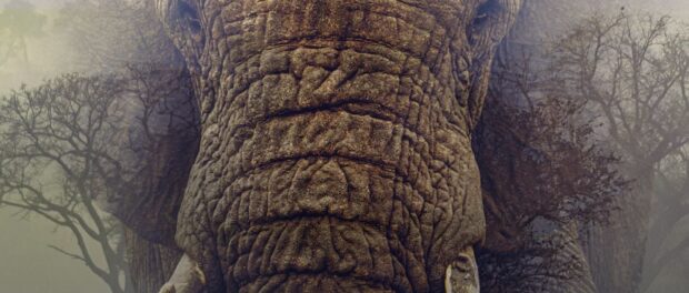 Ghost Elephants Ghost Elephants