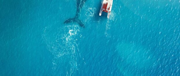 La Baleine et le musicien La Baleine et le musicien